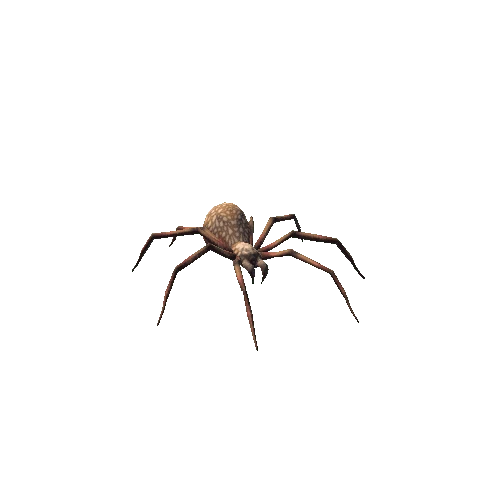 spider rgl_01